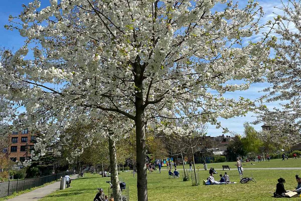 treess in blossom in urban park